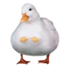 🦆