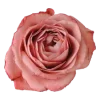 🌷