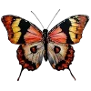 🦋