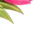 🌸