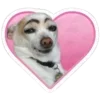 🐶