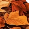 🍂