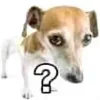 🐶