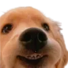 🐶