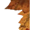 🍂