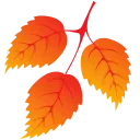 🍁