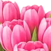 🌸