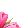 🌸