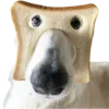 🐶