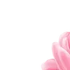 🌸