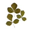 🍁