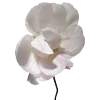 🌷