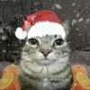🤩