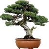 🌳