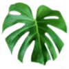 🍃