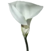 🌷