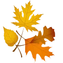 🍁