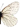 🦋