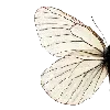 🦋