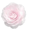 🌸