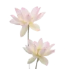 🌸