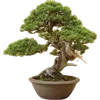 🌳