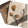 📖
