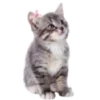 🐱