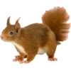 🤩