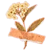 🌸