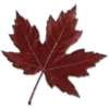 🍁
