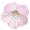 🌸