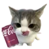 🐱