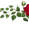 🌹