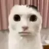 🙀