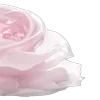 🌸