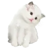 🐱