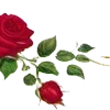 🌹