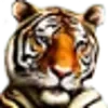🐅