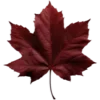 🍁