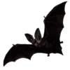 🦇