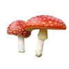 🍄