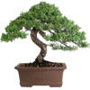 🌳