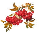 🍁