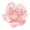 🌸