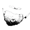 🧛