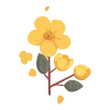 🌺