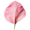 🌸