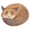 🦊