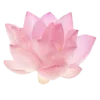 🌸